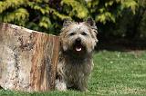 CAIRN TERRIER 357